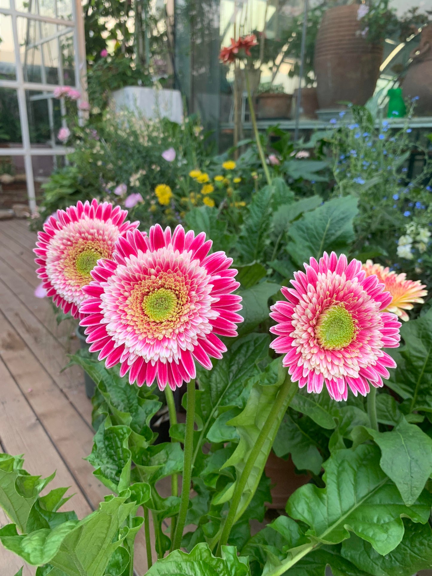 Gerbera ‘Corine’ Flower Seeds