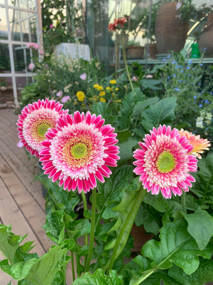Gerbera ‘Corine’ Flower Seeds