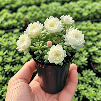 🪴Double-flowered Rose Orchid Bulbs