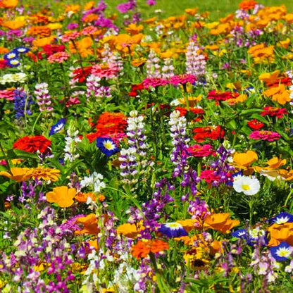 Mixed Perennial Wildflower Seeds with Quick Bloom