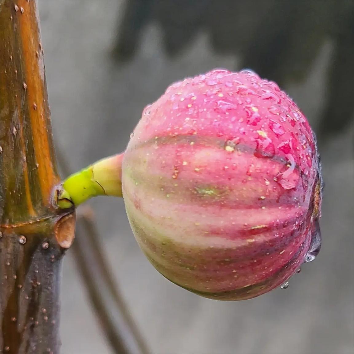 Rainbow Figs Seeds