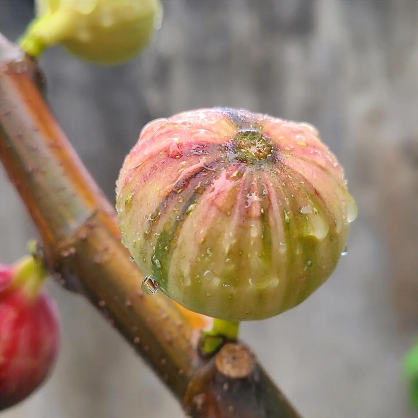 Rainbow Figs Seeds