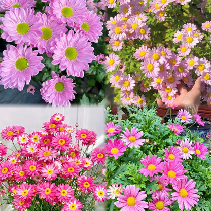 🌼Insect Killers: Pyrethrum Daisy Seeds