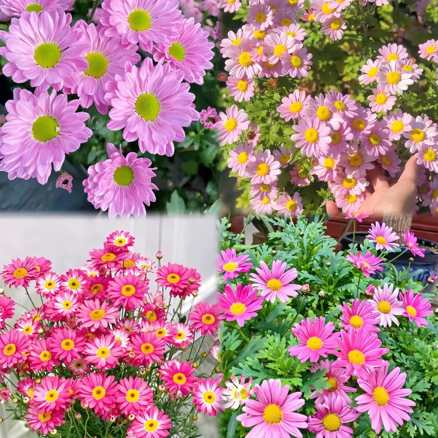Pyrethrum Seeds – Grow Your Own Mosquito-Free Garden This Summer 🌿