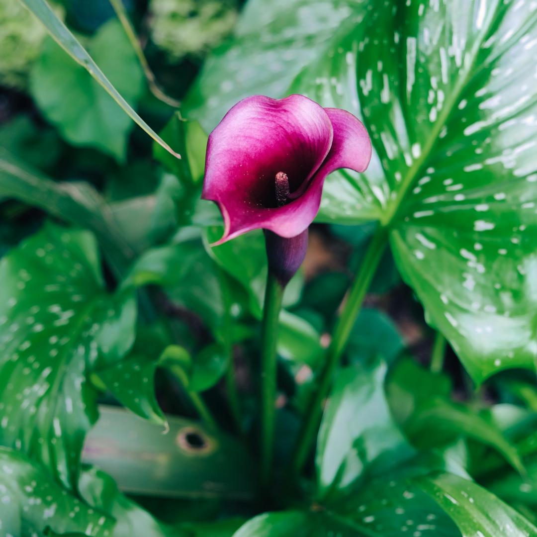🌸Grow Your Own Calla Lilies — Easy, Elegant, Rewarding