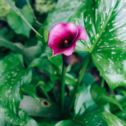 🌸Grow Your Own Calla Lilies — Easy, Elegant, Rewarding