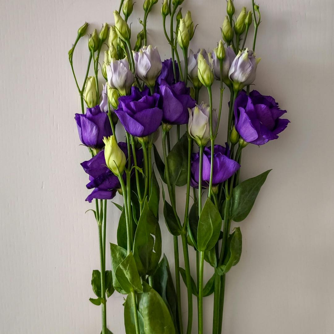 🔥Best-Selling Premium Lisianthus Seeds — Grow Elegant Blooms That Last Longer