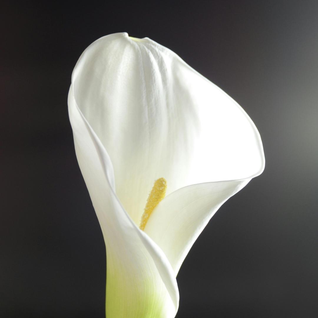 🌸Grow Your Own Calla Lilies — Easy, Elegant, Rewarding