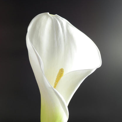 🌸Grow Your Own Calla Lilies — Easy, Elegant, Rewarding