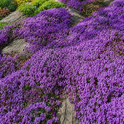 🌸Creeping Thyme Seeds, Multi-Color Ground Cover Flower Seeds🌸