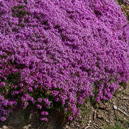 🌸Creeping Thyme Seeds, Multi-Color Ground Cover Flower Seeds🌸