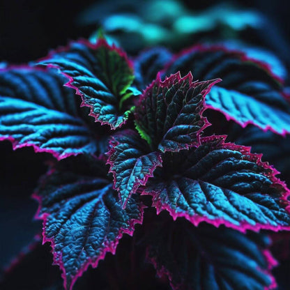 Coleus seeds Rare Color Blue Purple Green