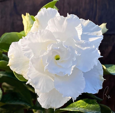 Desert Rose - White