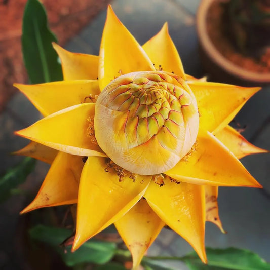 Golden Red Lotus Seeds: Embrace Tranquility with Every Bloom