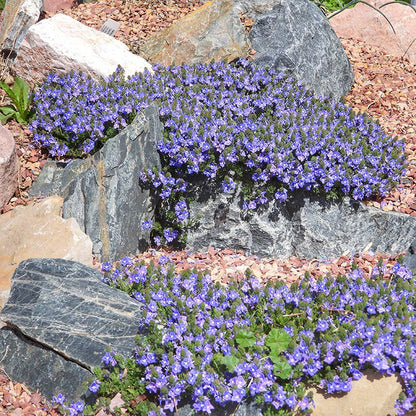 Blue Woolly Veronica