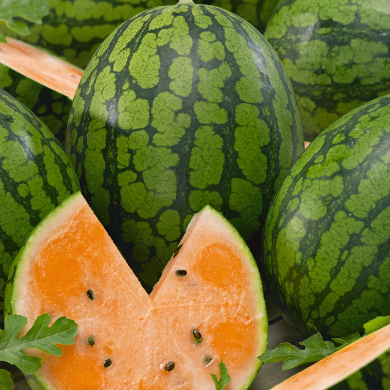 Orange Tendersweet Watermelon Seeds
